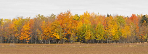 autumn canada fall automne quebec québec getty qc montérégie licensed noyan monteregie nspp scenicsnotjustlandscapes