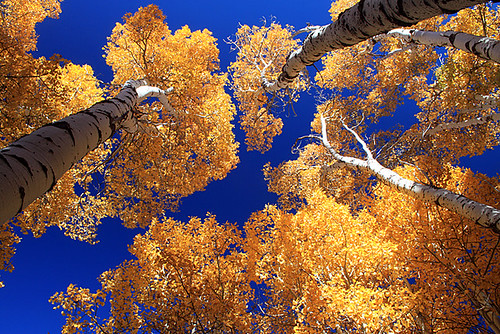 california autumn leaves aspens aspen sierranevada easternsierra sierranevadafallcolor californiafallcolor