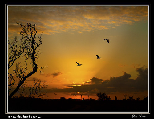 shadow sky cloud tree bird sunrise day sunrays greyheron galleryoffantasticshots