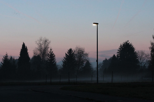 street trees sunset mist lamp fog night evening streetlamp bluehour mystic