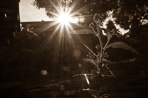 morning sun plant playing flower tree nature grass sunrise branch with sony nex 5n nex5n