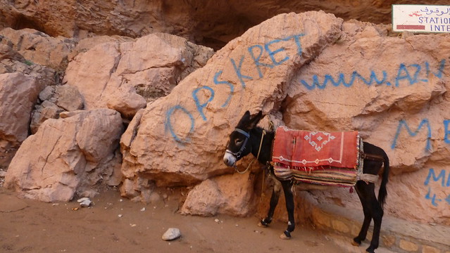 Header of Osel