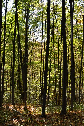 autumn trees fall forest michigan traversecity