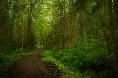 trees summer green colors woods path newhampshire