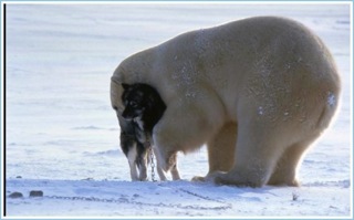 Polar Bear Hugs Dog (5 Of 6)