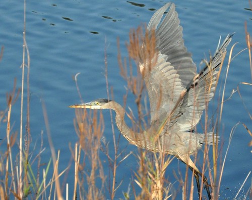 autumn lake bird fall heron water neck flying wings fishing october flight beak feathers flap greatblueheron wading ardeaherodias gbh