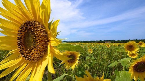 summer flower japan holidays sunflower 日本 夏 東北 akita 秋田 tohoku ひまわり 2011 道の駅 nishime nikaho lumixgvario714f40 lifeinjapan20102012 にしめ