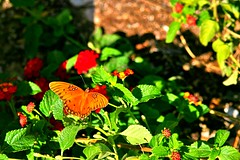 Butterfly in gardens