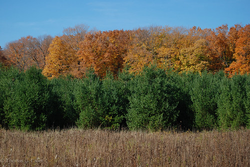 harmony wi woodswalk harmonyhardwoods harmonyarboretum harmonyhardwoodsmemorialforest