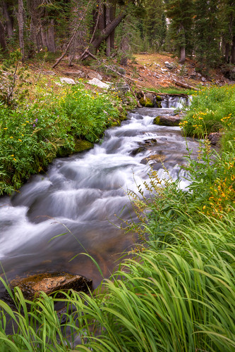 california park usa green grass creek forest flow us nps national lassen kingscreek