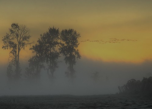 birds fog oregon sunrise landscape rising dawn geese glow moody shroud 1001nights sauvieisland morningmist resurrection tonemapped 1001nightsmagiccityrise
