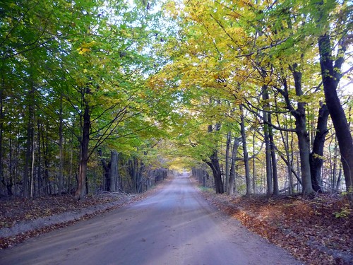 road autumn trees west fall colors forest woods october michigan dirt 5mile
