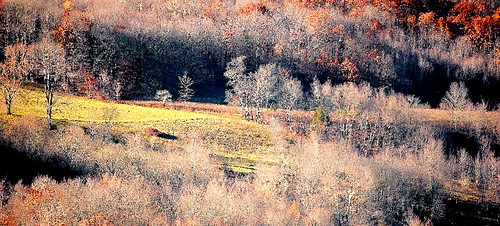 autumn trees landscape fallcolor upstatenewyork newyorkstate catskills elkcreek schenevus otsegocounty