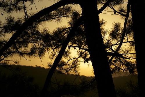 silhouette sunrise arkansas pinetrees hotsprings