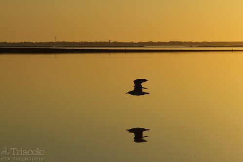 sunset reflection bird pen ma bay marthas vineyard martha massachusetts flight cape seagul pone shear poge
