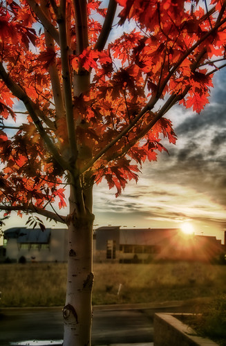 morning red fall colors leaves sunrise colorado hdr