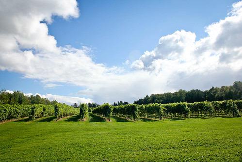 vineyard winery jost