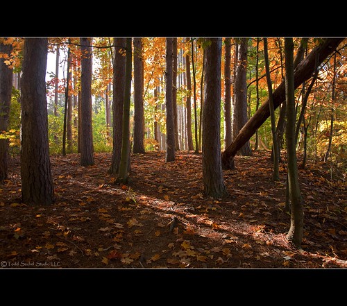 autumn trees ohio sunlight fall home leaves walk pineneedles beavercreek amherst loraincounty beavercreekreservation canon5dmarkii