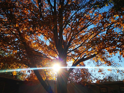 autumn light orange sun tree fall nature digital landscape