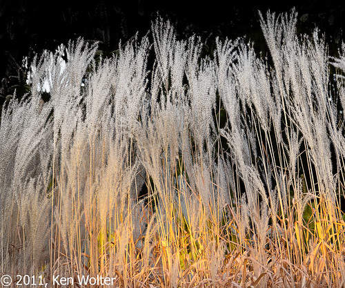 nature minnesota autumngrass