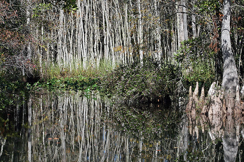 november autumn trees usa reflection tree fall nature water canon reflections river us florida web creation rivers northamerica fl fla levy allrightsreserved copyrighted 2011 suwanneeriver canoneos30d michellepearson websized levycounty lowersuwanneenationalwildliferefuge img141 110911 mickip mickip65 lsnwr 11092011 20111109 nov092011