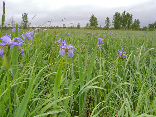 wisconsin blueflagiris sedgemeadow poyganstatewildlifearea washaracounty irisvesicolor irisvesicolorblueflagiris