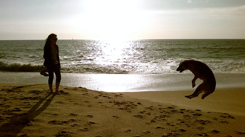 beach can perro lateafternoon algarrobo doglover quiltros