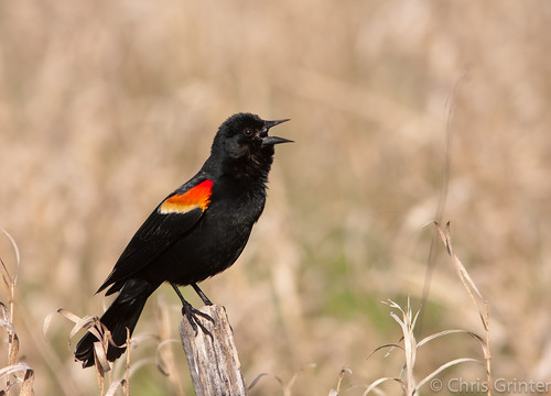 Blackbird با بال قرمز, phoeniceus Agelaius 