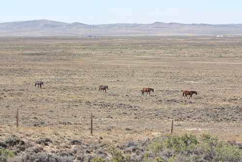 horses desert wyoming dividebasin