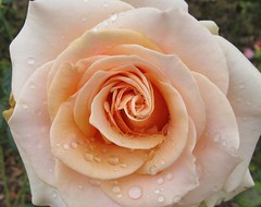 Raindrops on rose
