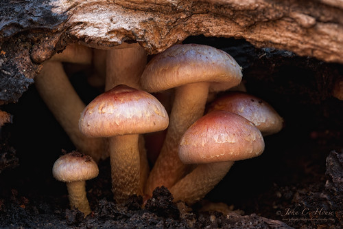 closeup mushrooms virginia nikon nik topshots breaksinterstatepark heliconfocus everydaymiracles d700 dofstacking johnchouse