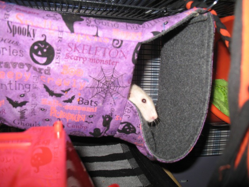 Isis in her Spooky Cozy Cavern