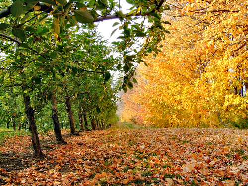 autumn trees color leaves landscape orchard agriculture lowview