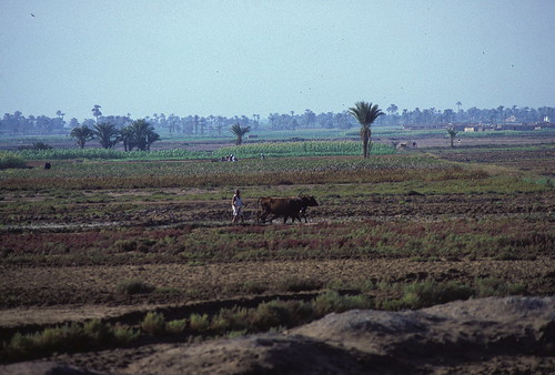 farming egypt oasis agriculture oxen plough ploughing fayoum fayyum faiyum alfaiyum
