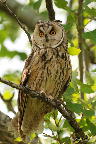 bird owl vojvodina sova petrovac ptice bački bačka vtáky petrovec báčka báčsky
