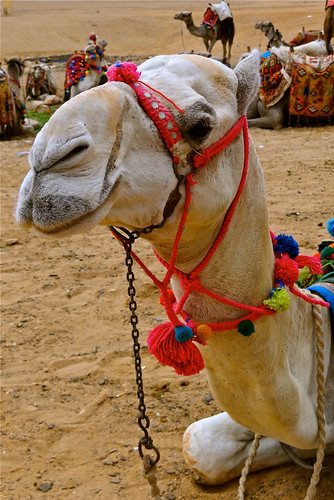 Camel, Cairo, Egypt