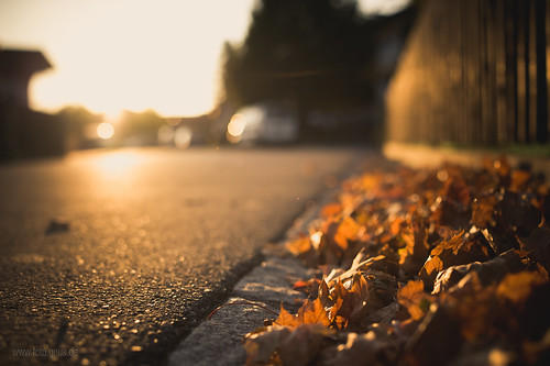 street sunset fall fence licht leaf sonnenuntergang laub herbst zaun gegenlicht wärme strase