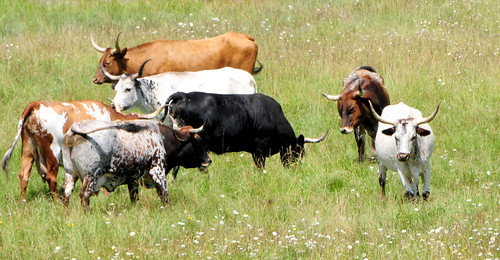 summer bc cows britishcolumbia herd
