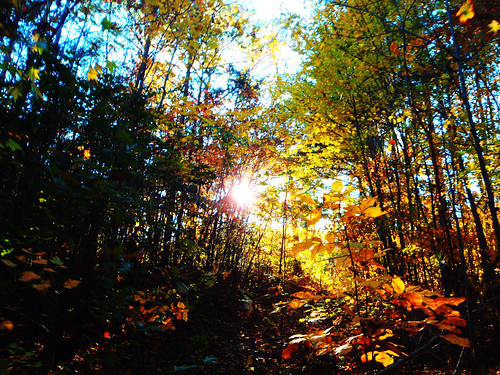 fall leaves northcarolina