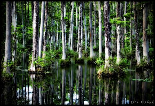 charleston swamp cypressgardens tpslandscape