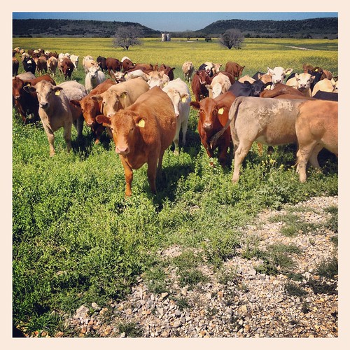 ranch field yellow texas cattle cows pasture herd canola