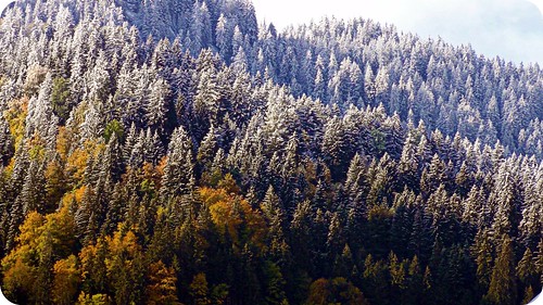 autumn trees white snow fall love sunshine forest switzerland shine