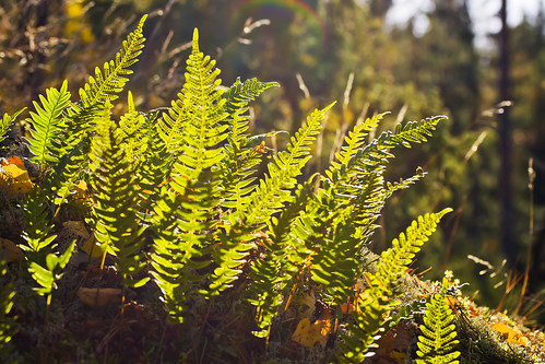 park plant finland leaf ground national spore nuuksio polypodium vulgare vihti