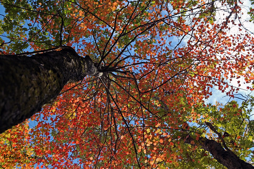 blue trees red sky orange color green fall leaves yellow october michigan branches lookingup tall