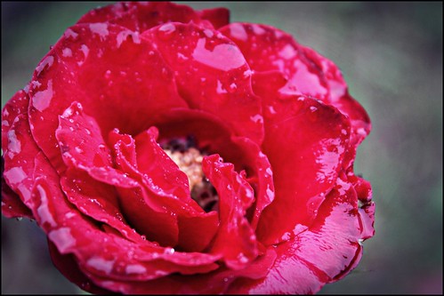 nature rose petal coorg ajitchouhan