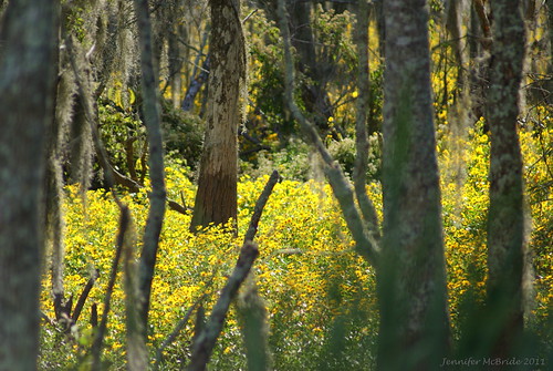 flowers trees yellow louisiana swamp cypress luling