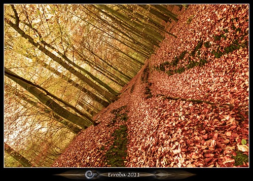 autumn leaves forest canon woods belgium belgique belgië sigma 1020mm erlend tilted zoniënwoud 60d erroba robaye