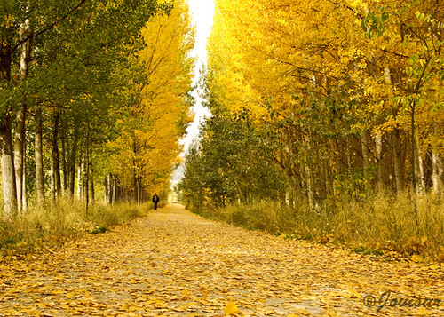 hojas amarillo pasear otoño amarillos diasdeotoñojovisur