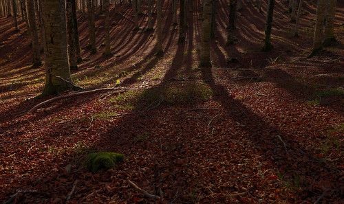 wood trees leaves foglie alberi canon shadows ombre layer bosco cansiglio strato ef1740l 550d