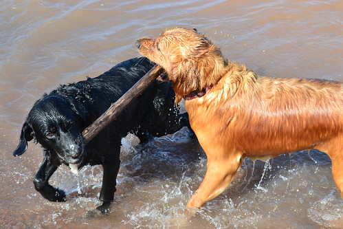 fall dogs swimming goldenretriever hiking sunsets blacklab lakesuperior wisconsinpoint nikond3100